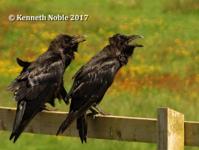 ravens (Corvus corax) Kenneth Noble